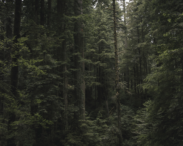 Redwoods in Jedediah Smith State Park